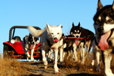 Huskytraining