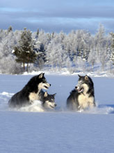 Drei junge Huskys haben eine Mordsgaudi im tiefen Schnee.