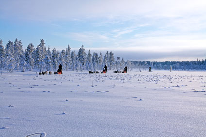 Mit dem Hundeschlitten unterwegs durch den nordischen Winter