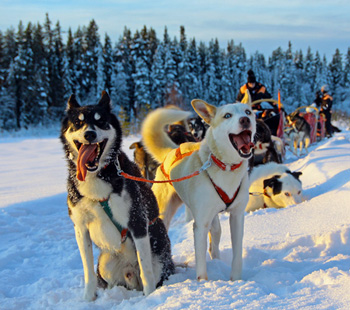 Huskywoche Tväråträsk