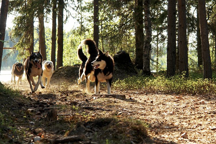 Meine Huskys beim Spielen
