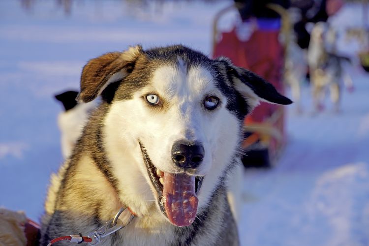 Husky Jive. Ein unglaubliches Kerlchen!!!