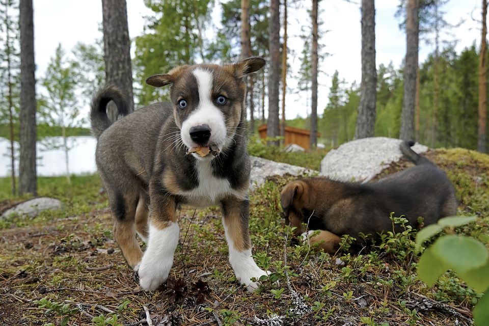 Huskywelpe Chimay beim Spielen auf der Farm
