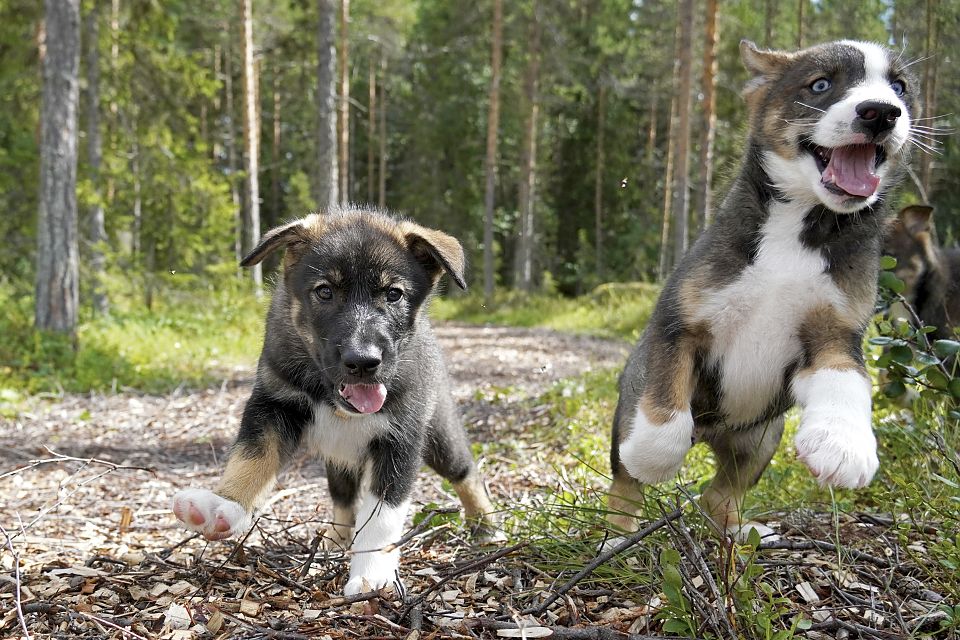 Die Huskywelpen Orval und Chimay bei einem Spaziergang über die Farm