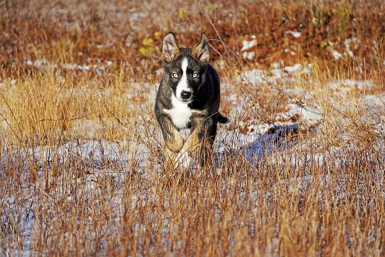 Die junge Huskydame Wilma bei einem Spaziergang im gefrorenen Moor