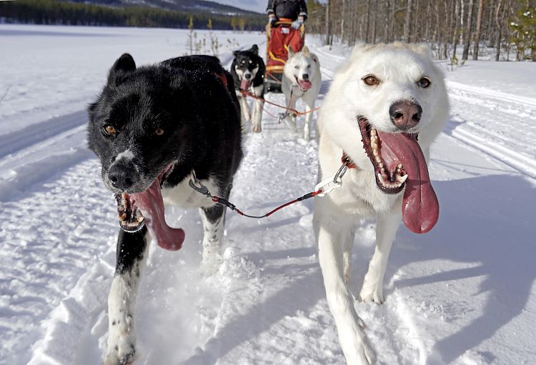 Wir sind auf unserer letzten Etappe von der Huskytour Polarlicht. Im Lead Rio und Kaisa.