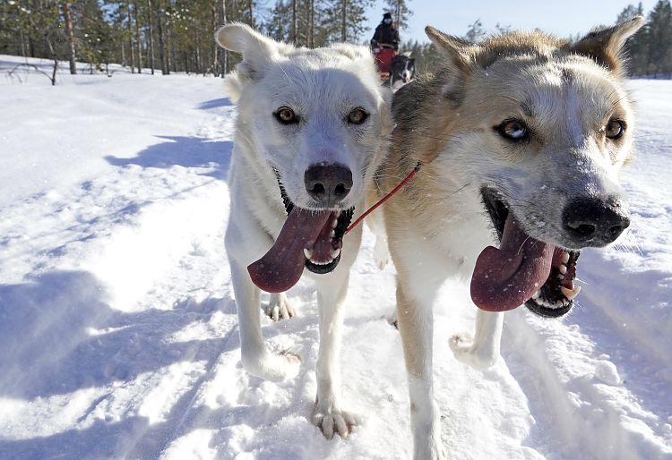 Bei einer Hundeschlittentour - im Lead Kaisa und Quickstep