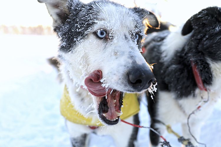 Husky Crockett bei einer Hundeschlittentour