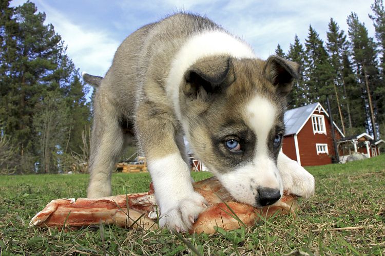 Auch als ganz junger Huskys möchte man manchmal etwas zum Knabbern