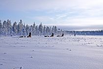 Mit unseren Hundeschlitten gleiten wir entlang dichter Wälder