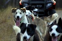Husky Chuck und seine Freunde beim Training