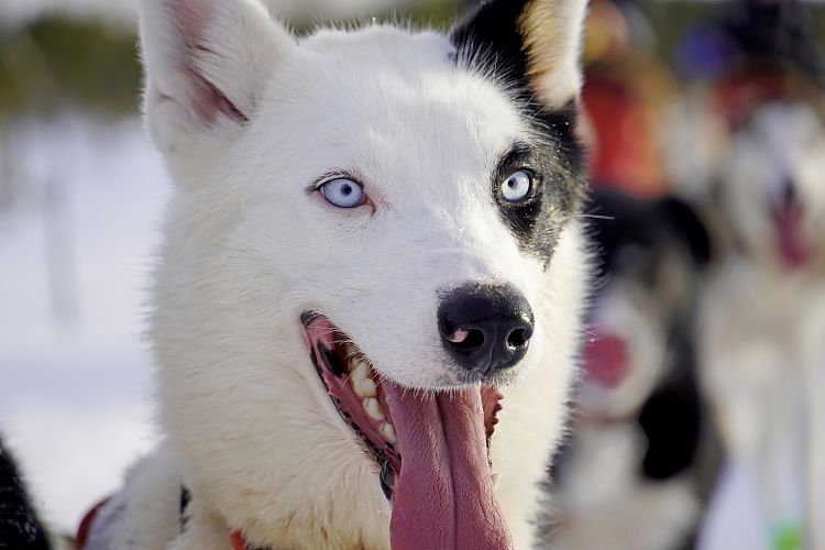 Huskydame Sira auf Tour. Wann geht es endlich weiter?!