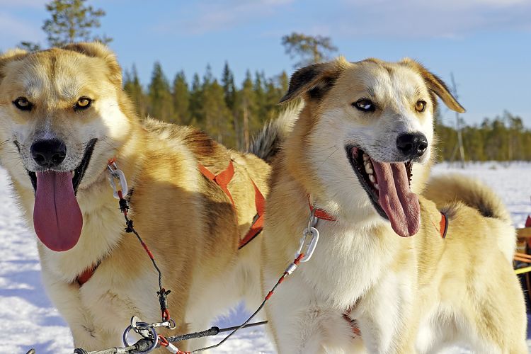 Zwei Huskyrüden auf Tour - Quickstep und Balu, Vater und Sohn