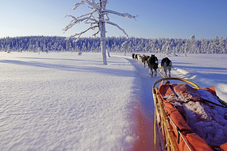 Huskytour Norrland