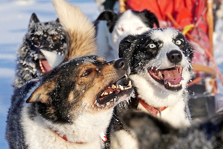 Huskydame Saiva bei einem kurzen Stopp bei einer Hundeschlittentour
