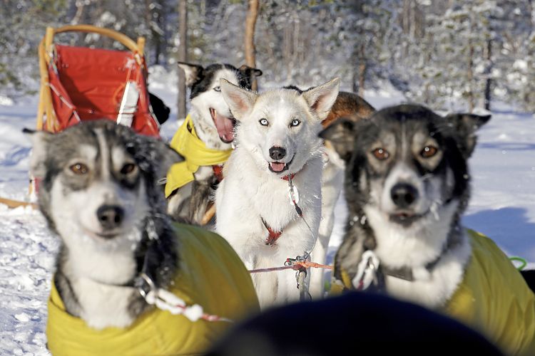 Kurz vor dem Start an der Zeltkota. In der Mitte strahlt uns Huskydame Jenkka an.