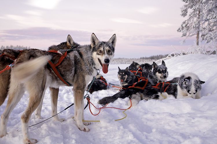 Ein kurzer Stopp auf Tour, bei dem sich die Huskys im kalten Schnee erfrischen können