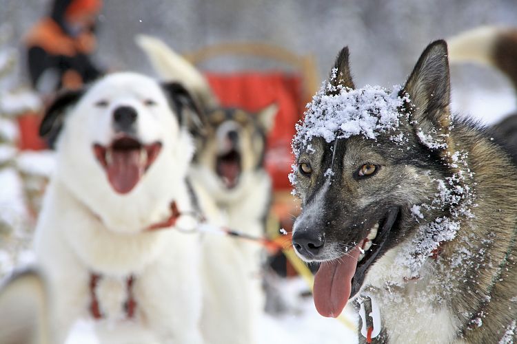 Huskywochenende