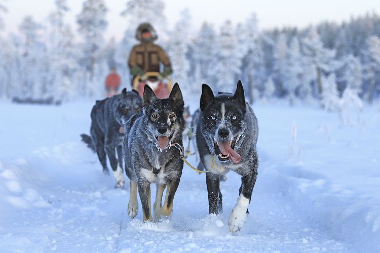 Es ist frostig kalt. Die Eiskristalle im Fell der Hunde glitzern in der Sonne. Ganz vorn im Lead Mokka mit Oleg.