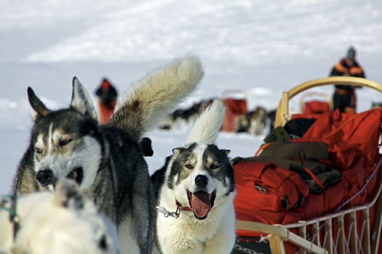 Ein kurzer Halt während einer Hundeschlittentour im schwedischen Fjäll
