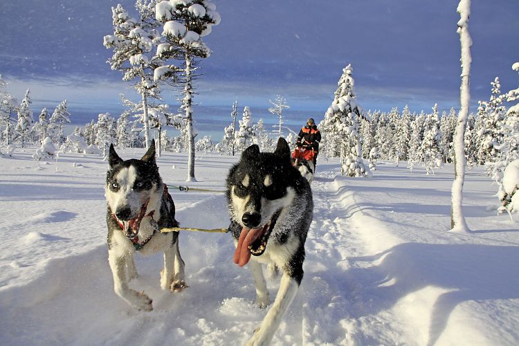 Huskywoche Tväråträsk