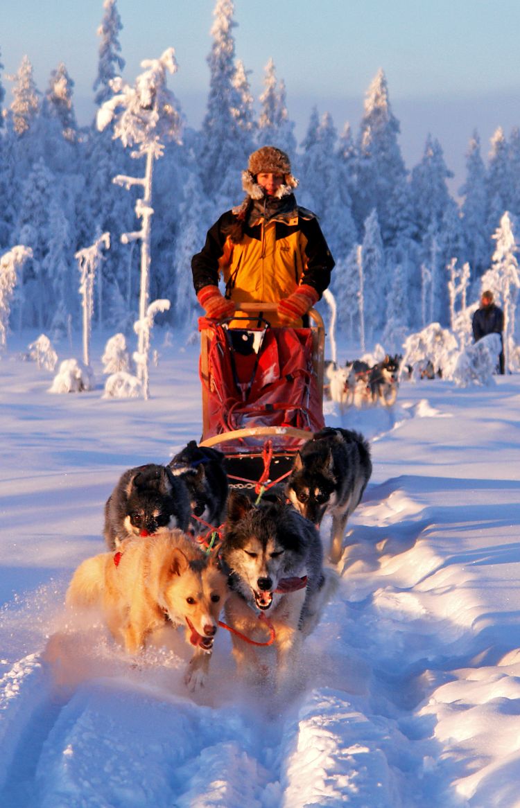 Mit dem Hundeschlitten durch Lappland