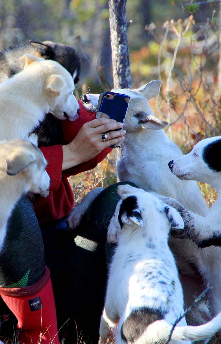 Huskyfarmwoche im Sommer in Schwedisch-Lappland