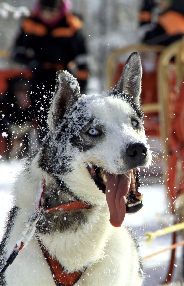 Huskytour Norrland - Mit dem Hundeschlitten durch die Taiga