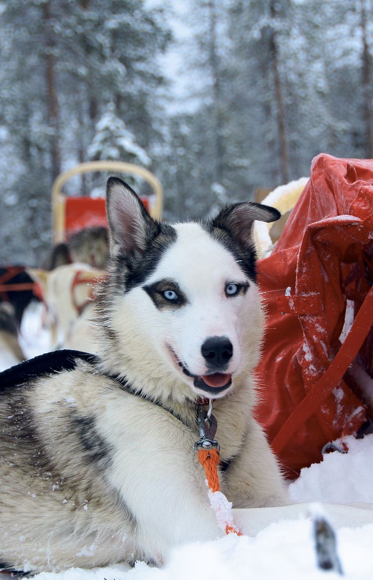 Huskywochenende - Huskydame Panda bei einer Rast während einer Hundeschlittentour