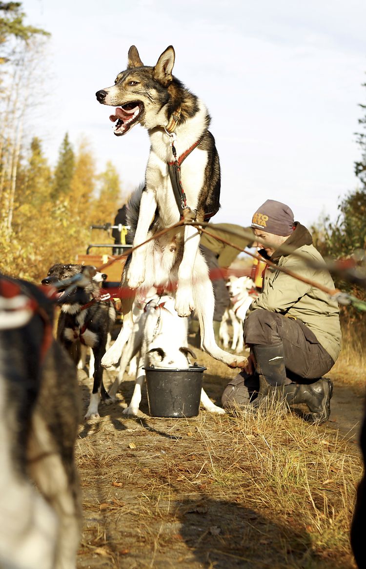 Huskytraining