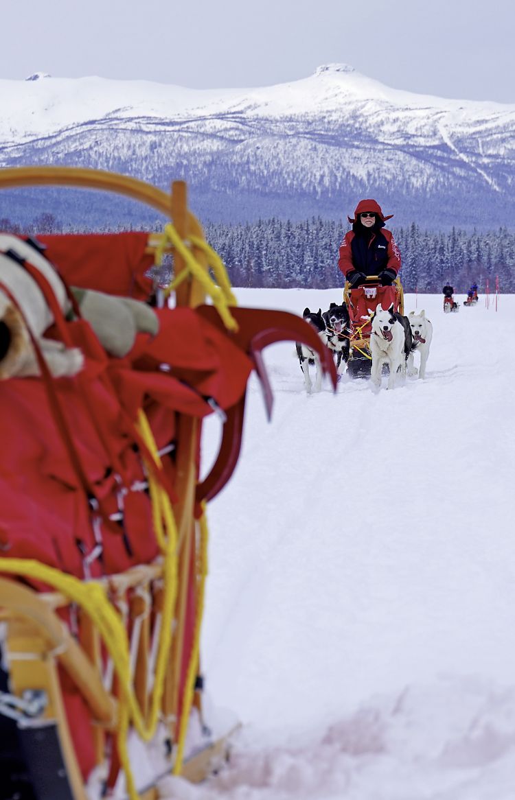 Huskyexpedition Vindelfjällen - auf dem Hundeschlitten durch Lappland