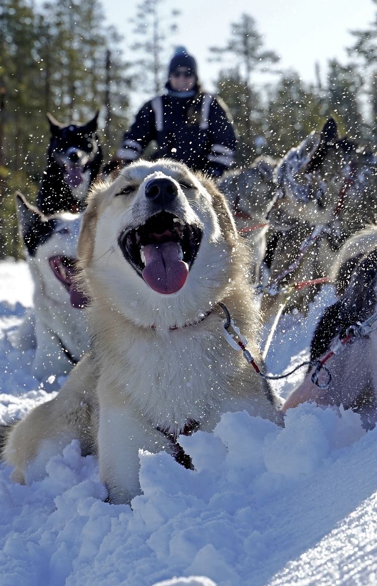 Huskytour zum Saisonbeginn - die Huskys erfrischen sich im fluffigen Schnee