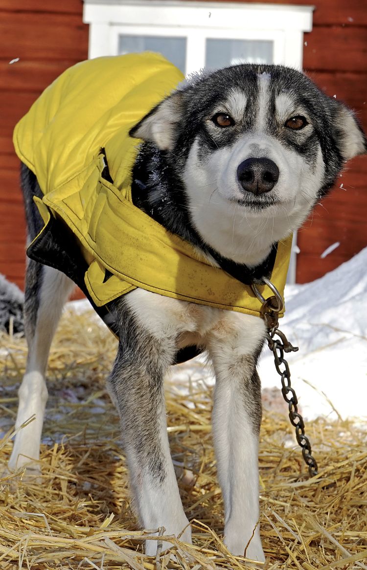 Wer wir sind - die Huskyfarm Tväråträsk in Schwedisch-Lappland