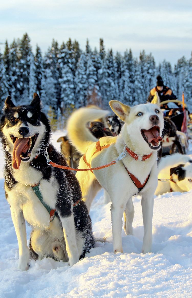 Huskywoche Tväråträsk - Hundeschlittentouren in Schwedisch-Lappland