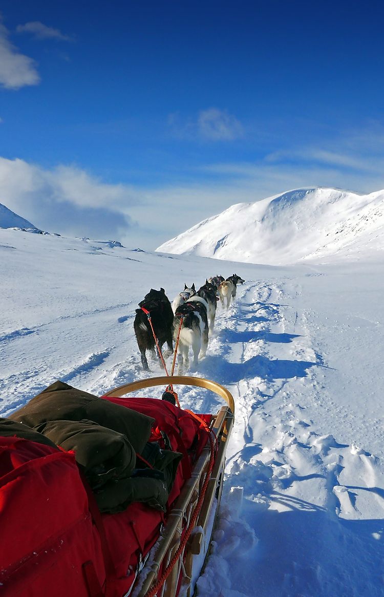 Hundeschlittenexpedition Storfjället - Mit dem Hundeschlitten durch die Bergwelt