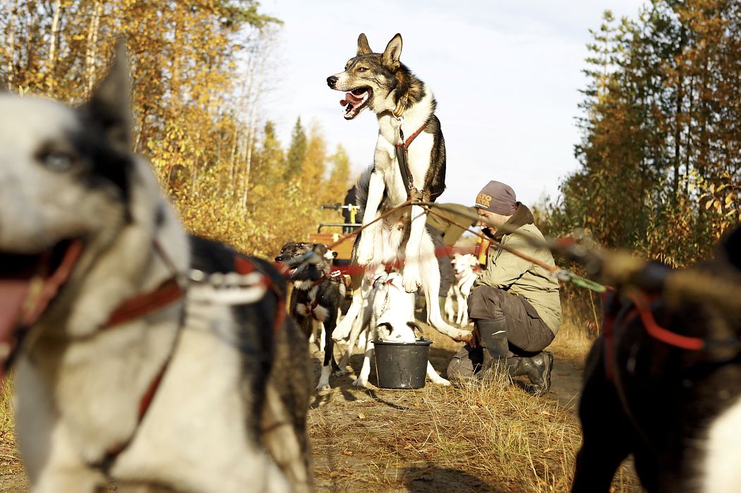 Huskytraining