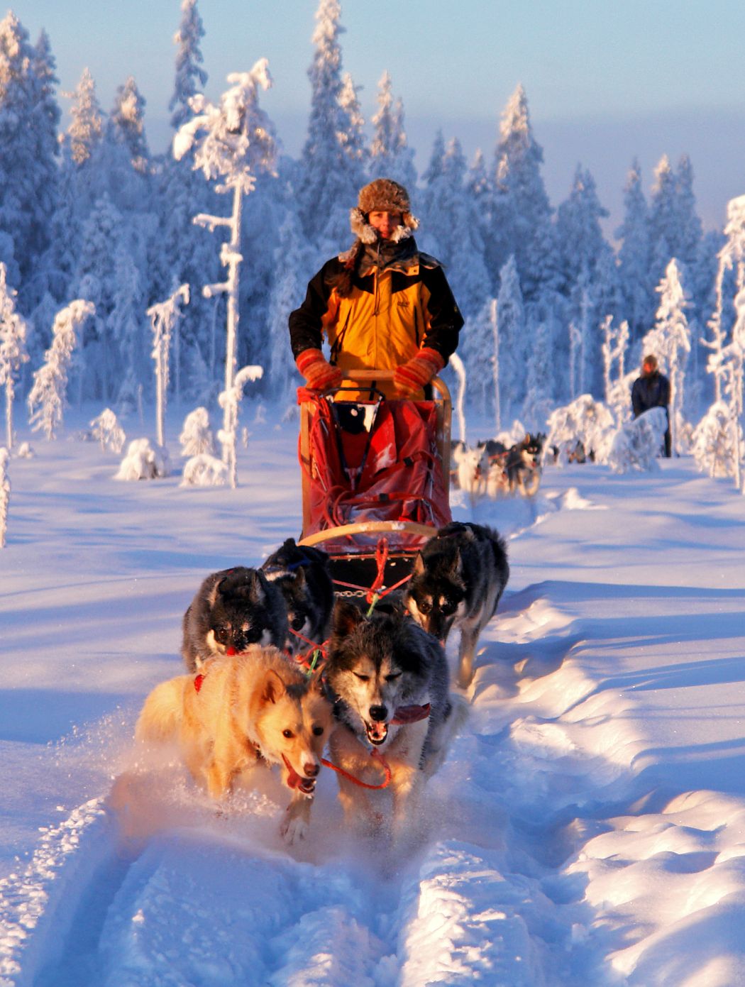 Mit dem Hundeschlitten durch Lappland