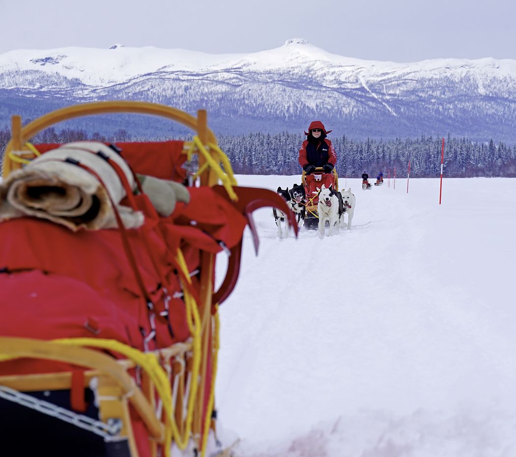 Huskyexpedition Vindelfjällen - auf dem Hundeschlitten durch Lappland