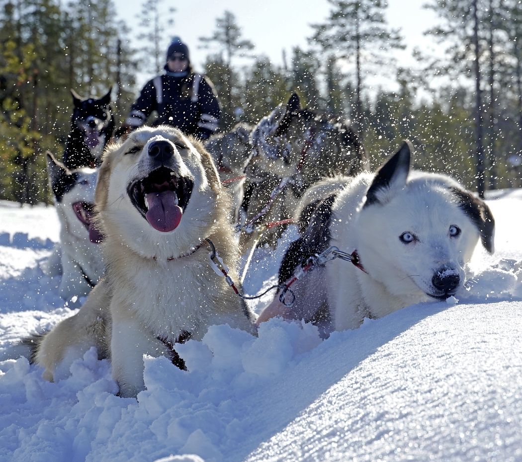 Huskytour zum Saisonbeginn - die Huskys erfrischen sich im fluffigen Schnee