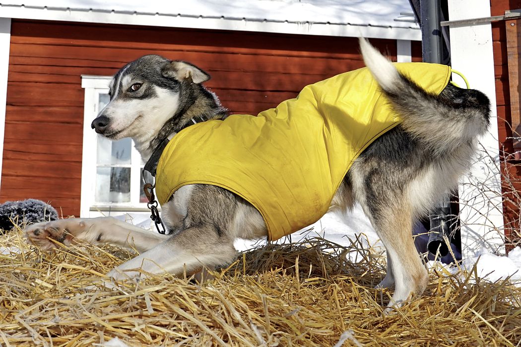 Wer wir sind - die Huskyfarm Tväråträsk in Schwedisch-Lappland