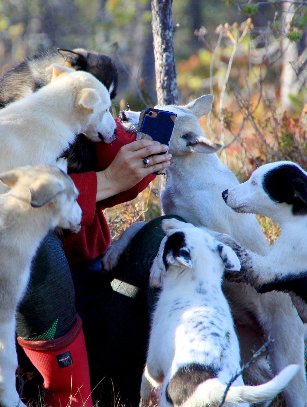 Huskyfarmwoche im Sommer in Schwedisch-Lappland