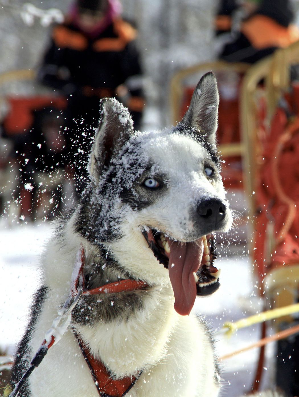 Huskytour Norrland - Mit dem Hundeschlitten durch die Taiga