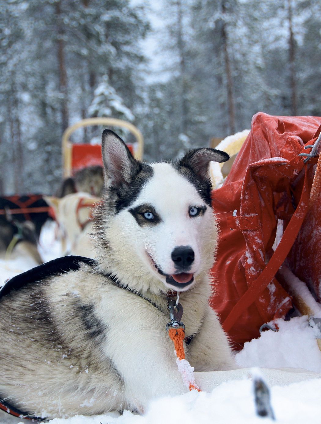 Huskywochenende - Huskydame Panda bei einer Rast während einer Hundeschlittentour