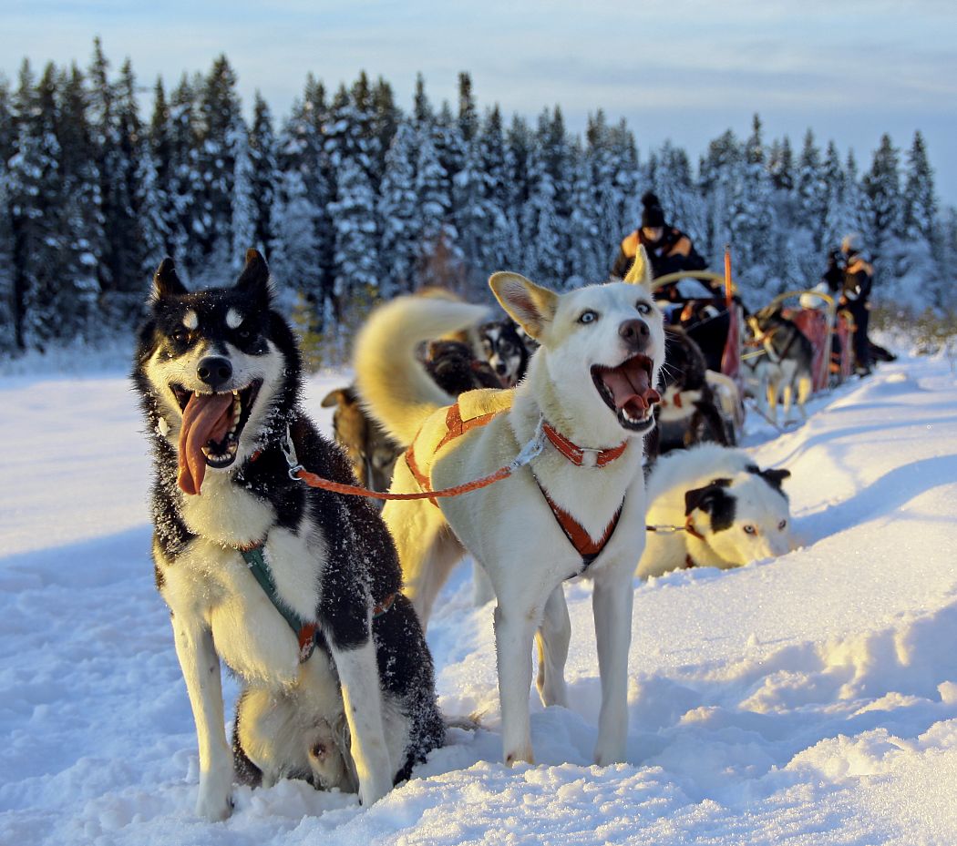 Huskywoche Tväråträsk - Hundeschlittentouren in Schwedisch-Lappland
