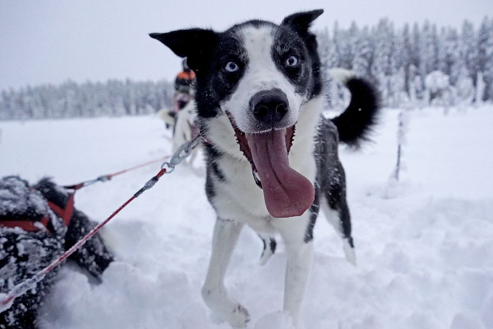Husky Spencer bei einer Hundeschlittentour. Dass sie Spass haben, kann man ihnen direkt ansehen!