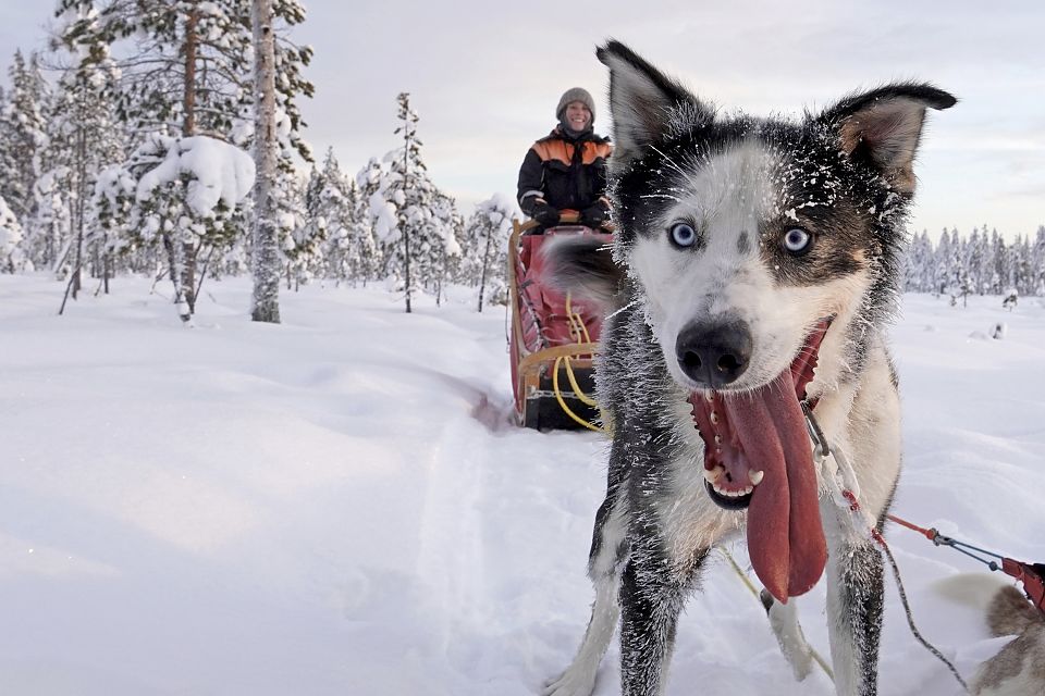 Die Augen der Huskys - hier Crockett - verraten uns immer wieder, wieviel Spass sie bei ihrer Arbeit haben.