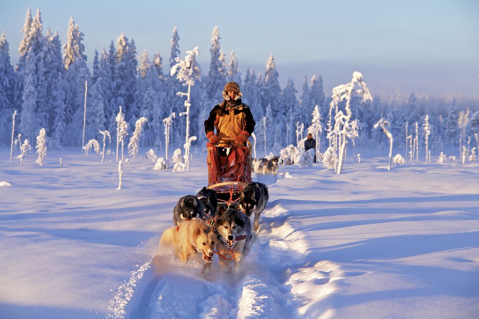 Mit dem Hundeschlitten durch Lappland - ein einzigartiges Erlebnis!