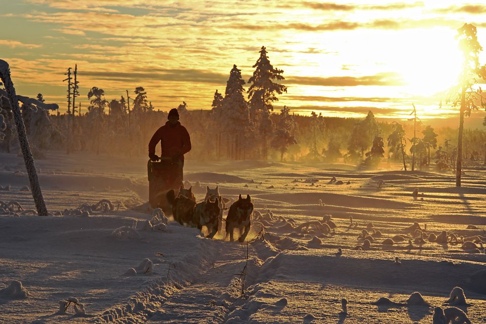 Einer von unzähligen einmaligen Momenten, die wir im Winter auf dem Hundeschlitten erleben