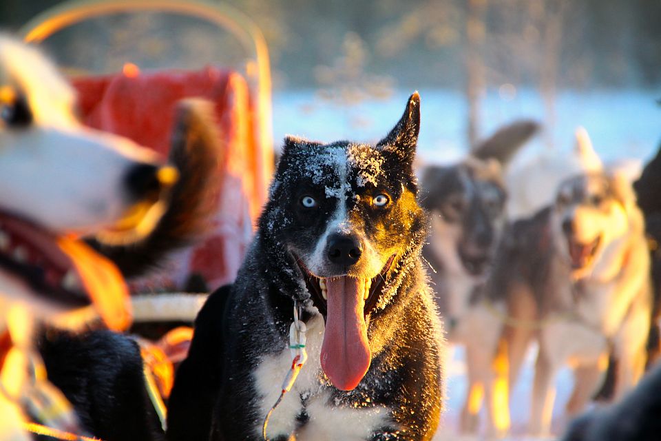 Husky Oleg mit seinen stahlblauen Augen