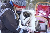 Die Huskys sind unglaublich verschmust und geniessen ihre Streicheleinheiten aus vollem Herzen